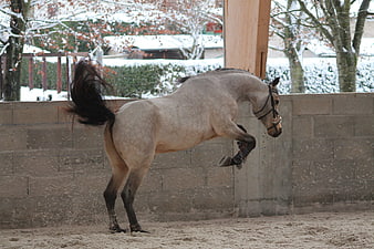 Grey Horse Rearing Up In Snowy Outdoor Riding Arena