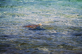 Sea Turtle Swimming in Clear Blue Ocean Water