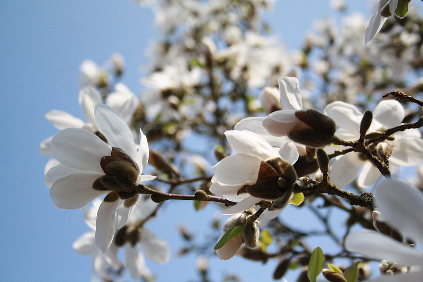 White Magnolia Blossoms on Branch Against Blue Sky