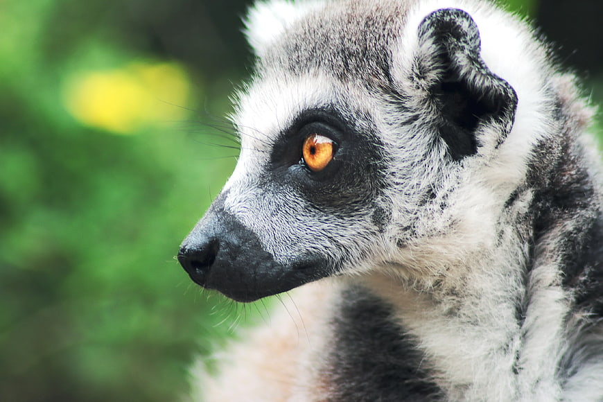 Close-up Portrait of Ring-tailed Lemur with Orange Eyes