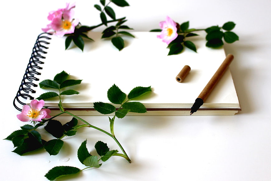 Pink wild roses and calligraphy pen on open spiral notebook