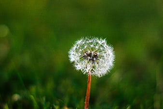 Close-up of a white dandelion seed head on green grass