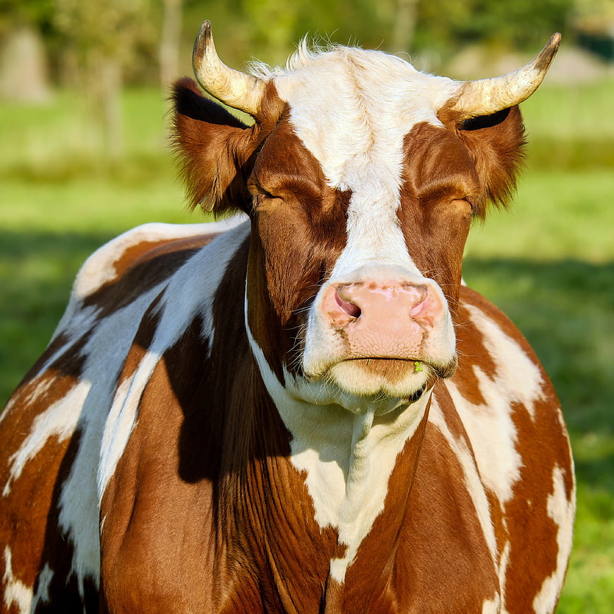 Close-up Portrait of Brown and White Simmental Cow in Meadow