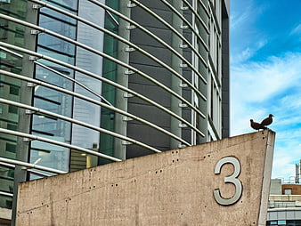 Modern office building facade with pigeons on concrete wall