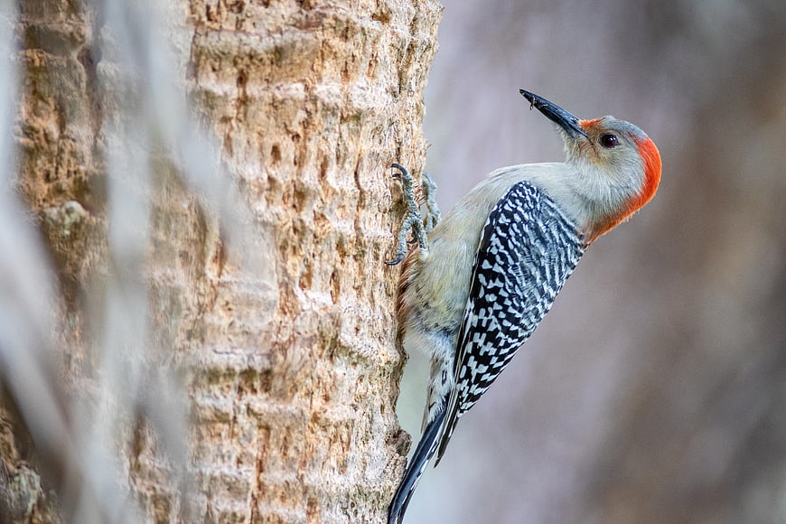 Red-bellied Woodpecker on Tree Trunk in Forest