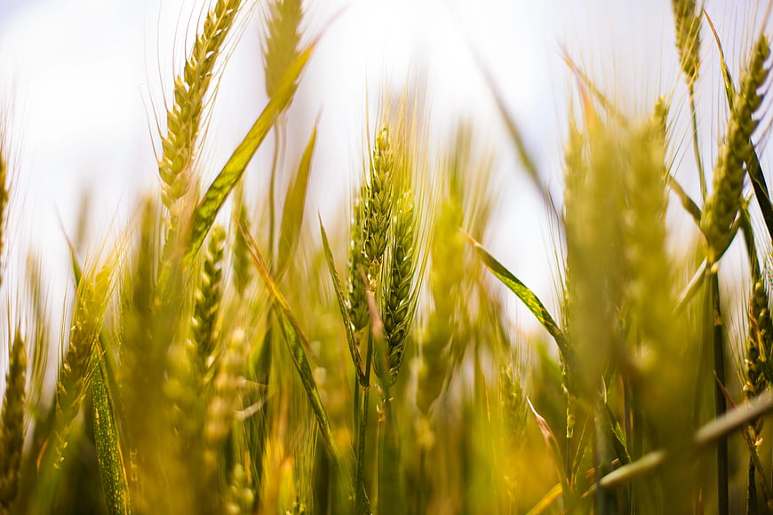 Close-up of Green Wheat Ears in a Field