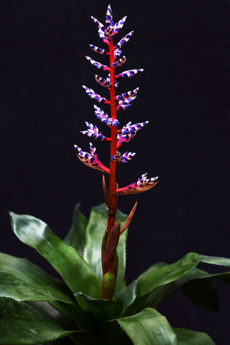 Vibrant Purple and Red Bromeliad Flower on Black Background