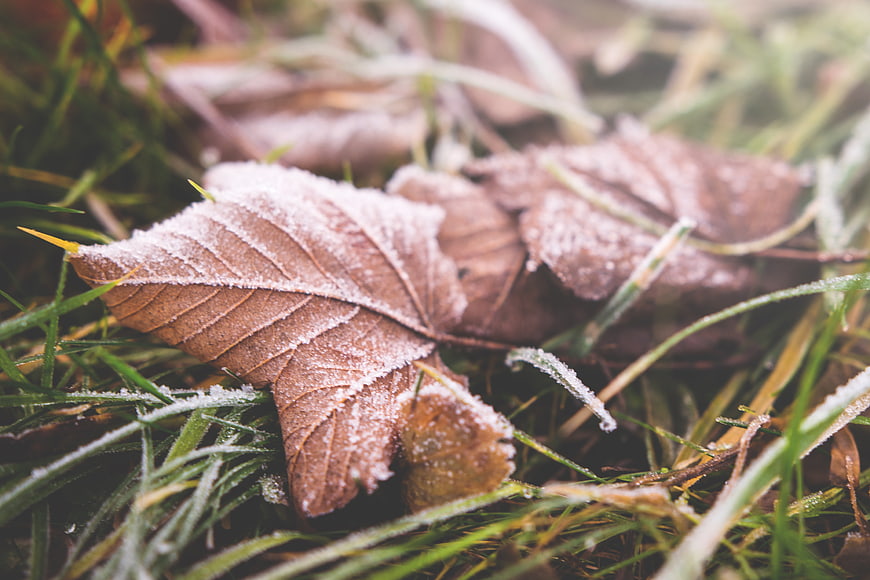 Frosty brown leaf on green grass in winter morning