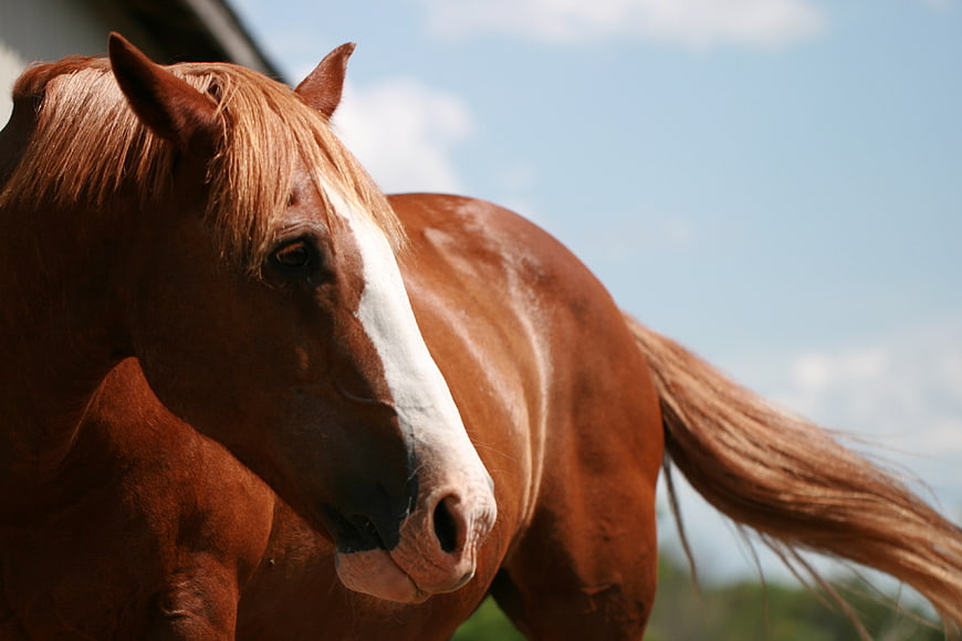 Chestnut Horse with White Blaze in Sunlight