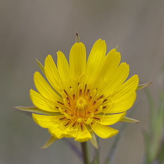 Close-up of a vibrant yellow wildflower with blurred background