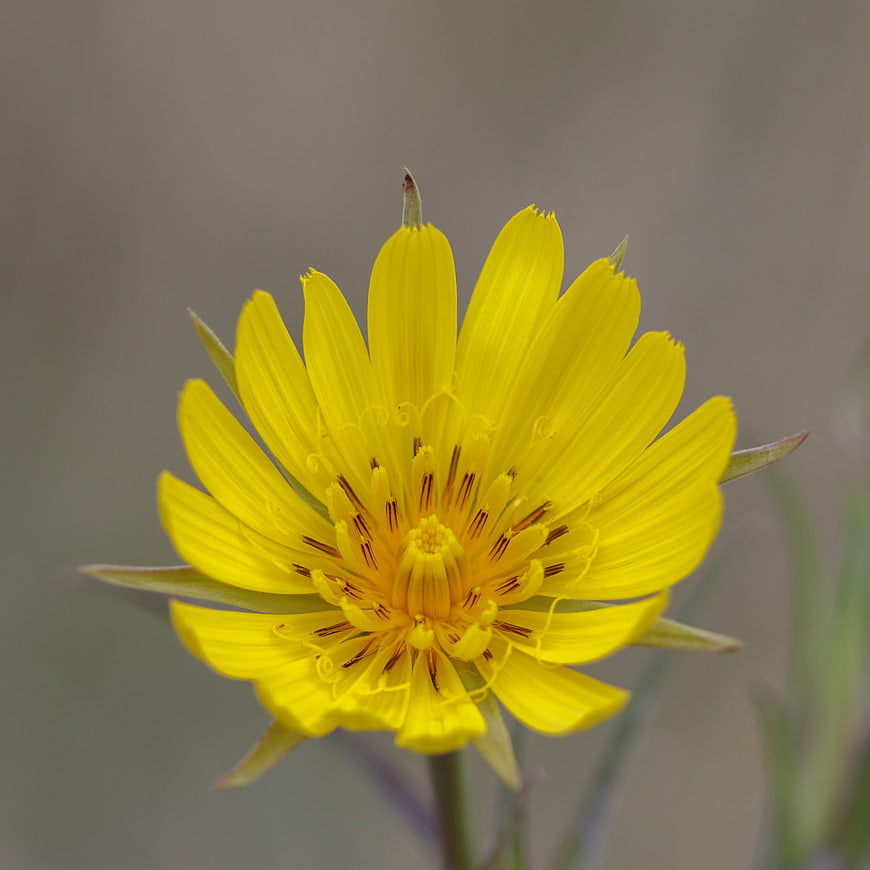 Close-up of a vibrant yellow wildflower with blurred background