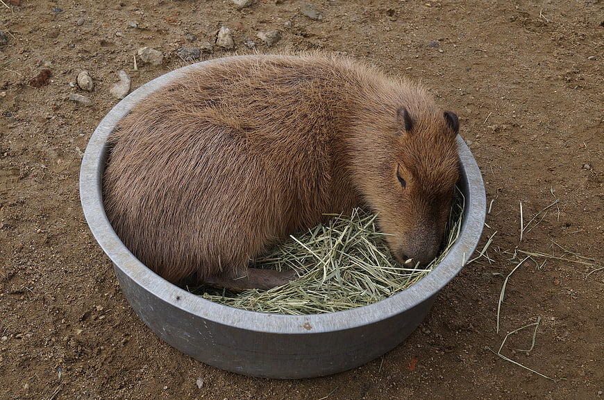 Capybara Sleeping in Metal Bowl with Hay