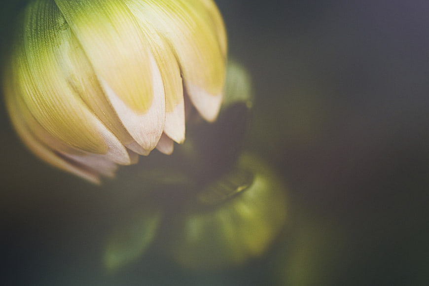 Close-up of a yellow flower bud with soft focus background