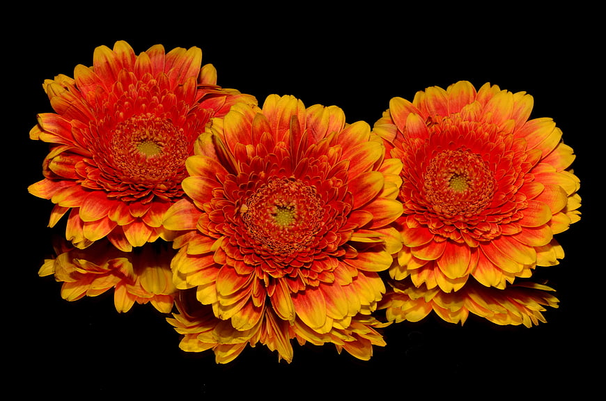 Three vibrant orange and yellow gerbera daisies on black background