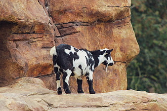 Black and White Goat Standing on Red Rock Formation