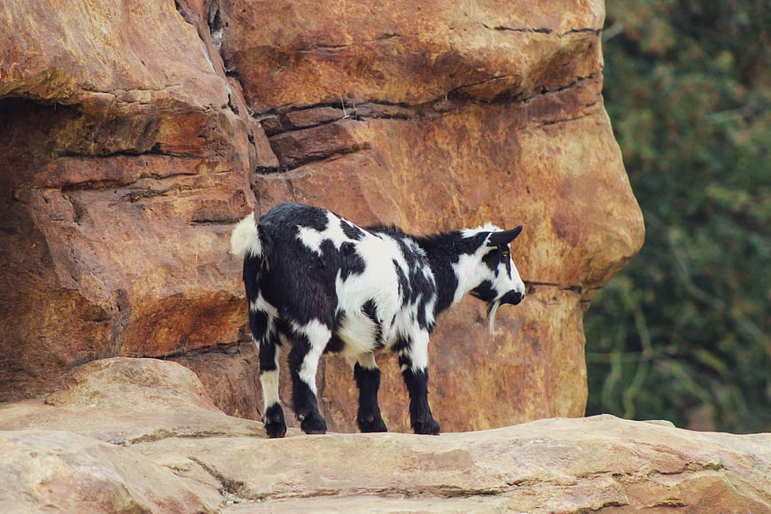 Black and White Goat Standing on Red Rock Formation