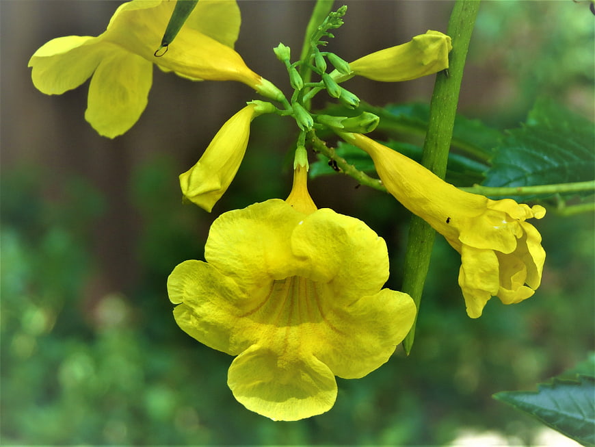 Close-up of vibrant yellow trumpet vine flowers in a garden