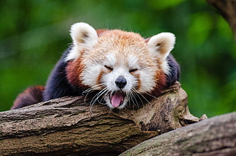 Cute Red Panda Yawning on a Tree Log