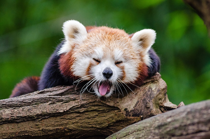 Cute Red Panda Yawning on a Tree Log