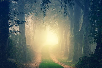 Mystical Forest Path With Sunlight Breaking Through Misty Trees