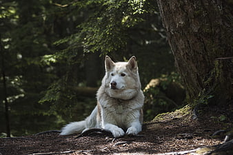 White Husky Dog Resting in Forest Under Tree