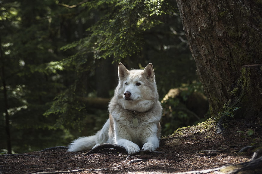 White Husky Dog Resting in Forest Under Tree