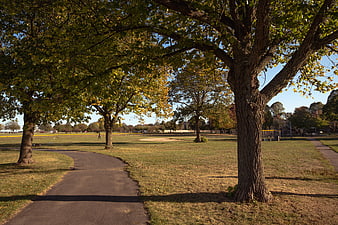 Sunlit Park Path with Autumn Trees and Baseball Field