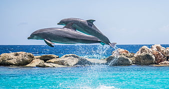 Two dolphins jumping out of turquoise ocean water
