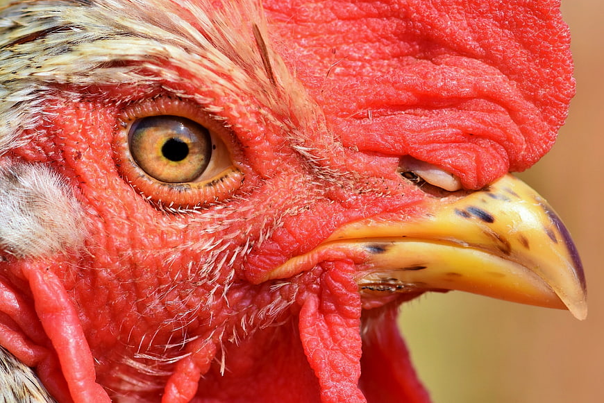 Extreme Close-Up of Rooster Head with Red Comb and Beak