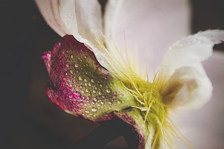 Macro Close-Up of Wet Peony Flower with Water Droplets