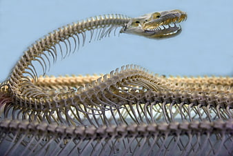 Serpent Skeleton Display in Museum Setting