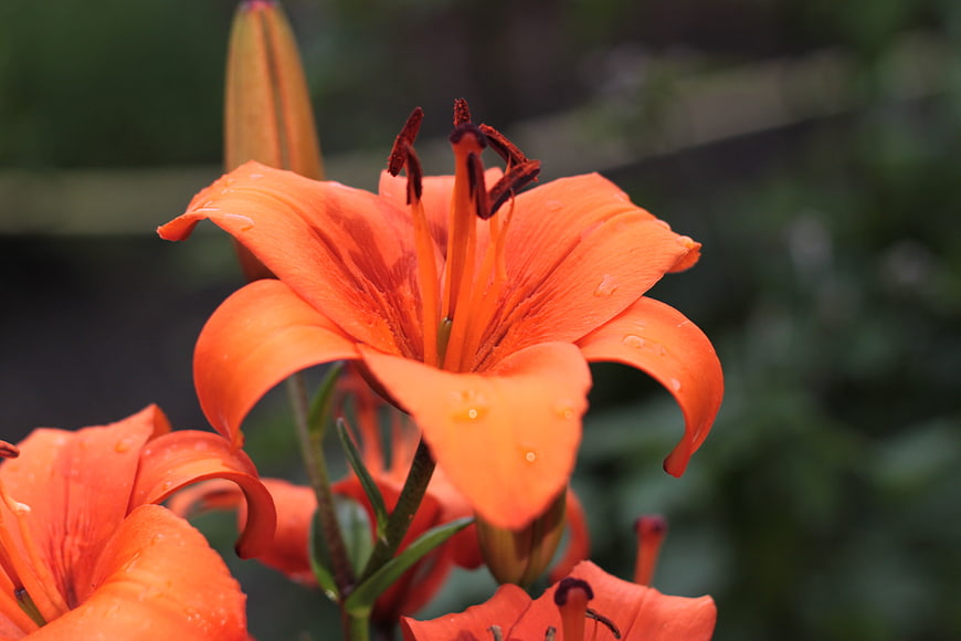 Close-up of vibrant orange lily with water droplets