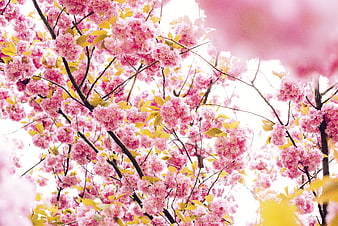 Vibrant Pink Cherry Blossoms in Full Spring Bloom