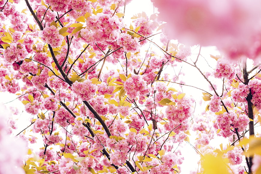 Vibrant Pink Cherry Blossoms in Full Spring Bloom