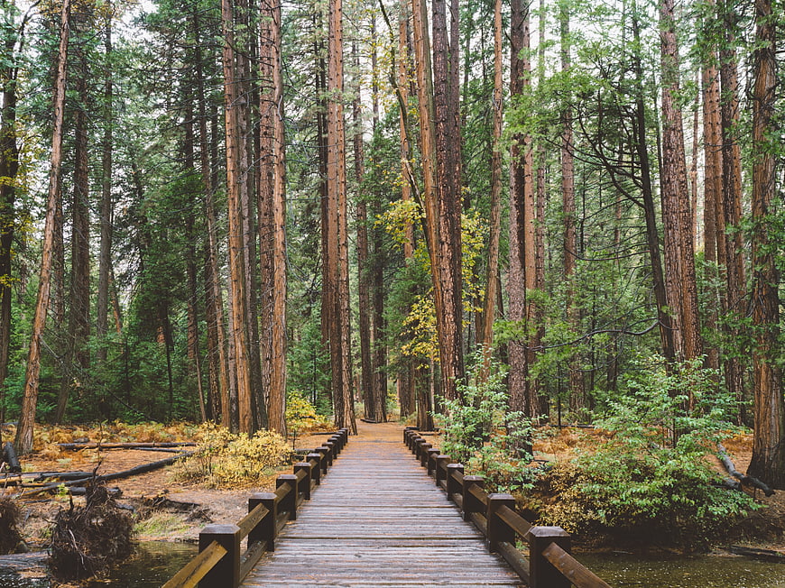 Wooden boardwalk path through tall redwood forest