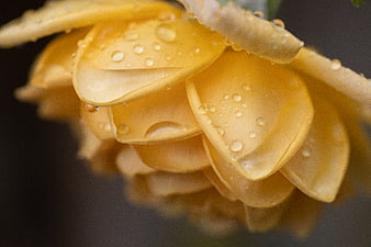 Close-up of yellow rose petals with water droplets