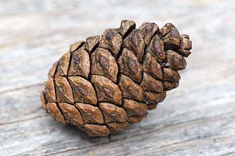 Close-up of a brown pine cone on weathered wood