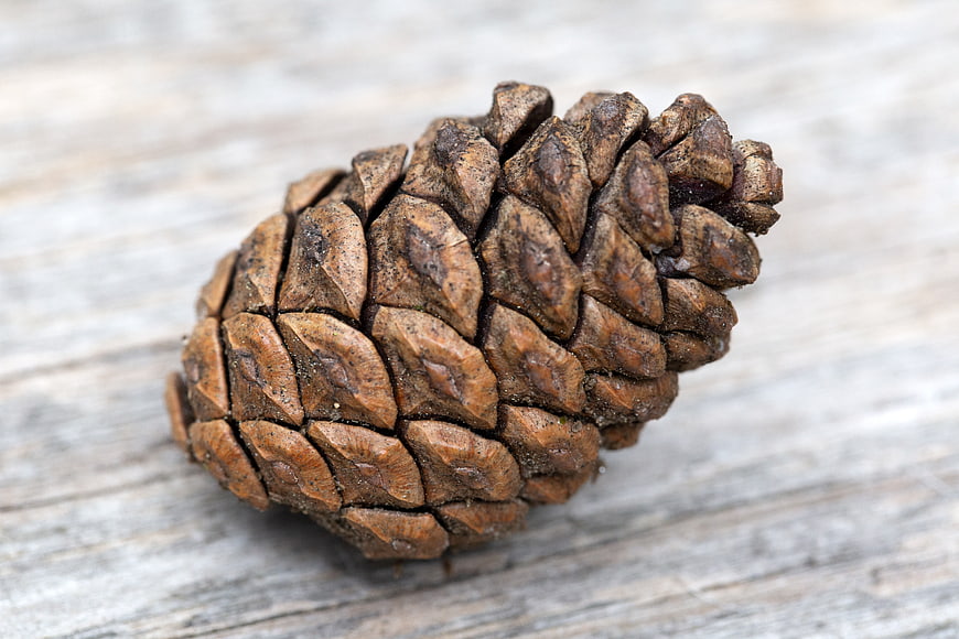 Close-up of a brown pine cone on weathered wood