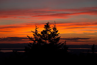 Silhouette of Pine Trees Against Vibrant Orange Sunset Sky
