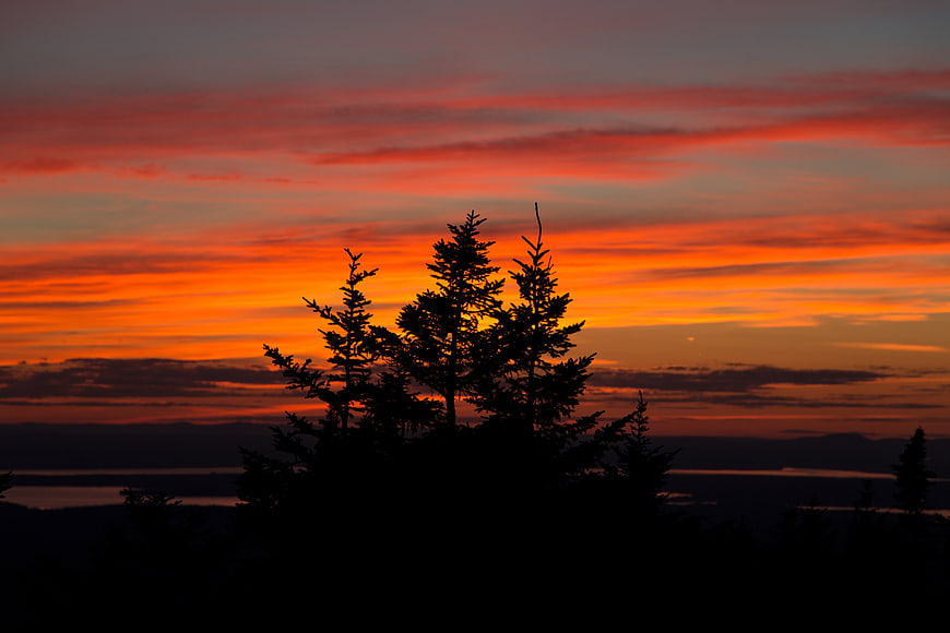 Silhouette of Pine Trees Against Vibrant Orange Sunset Sky