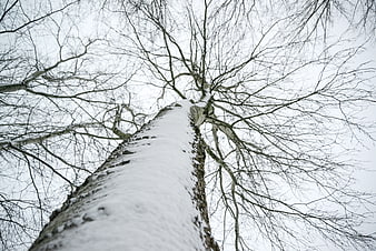 Low angle view of snow-covered birch tree trunk in winter