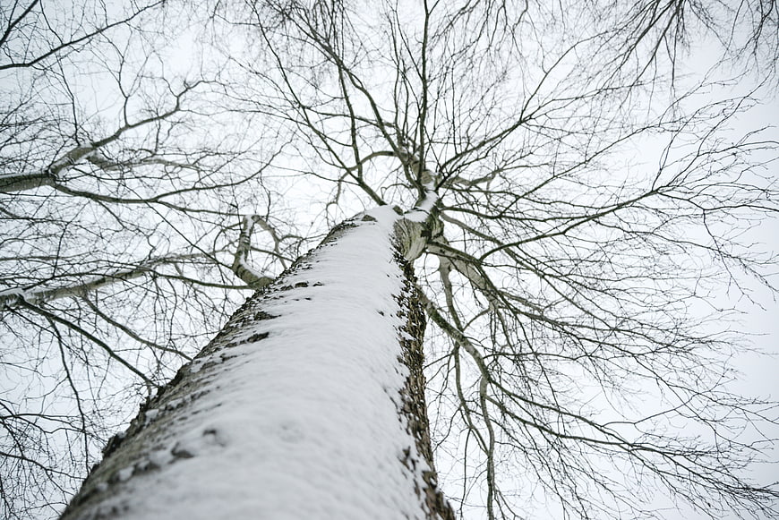 Low angle view of snow-covered birch tree trunk in winter