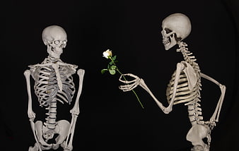 Two Skeletons with a White Rose on Black Background