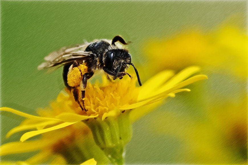 Close-up of Black Bee Pollinating Yellow Flower