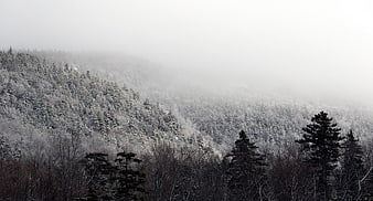 Snowy Winter Forest Landscape with Misty Mountain Background