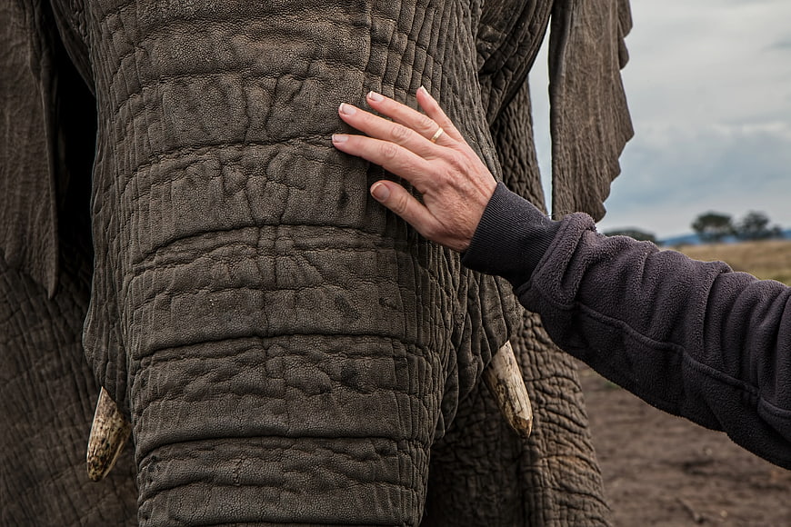 Close-up of human hand touching elephant skin texture