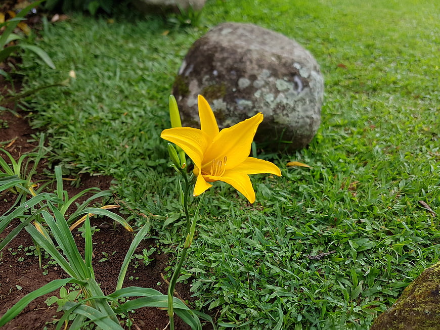 Yellow Daylily Flower Blooming in Green Garden
