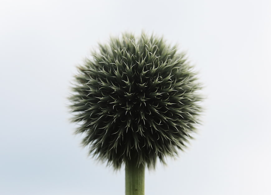 Close-up of a spiky green globe thistle flower head