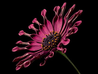 Close-up of a vibrant purple spoon daisy on black background