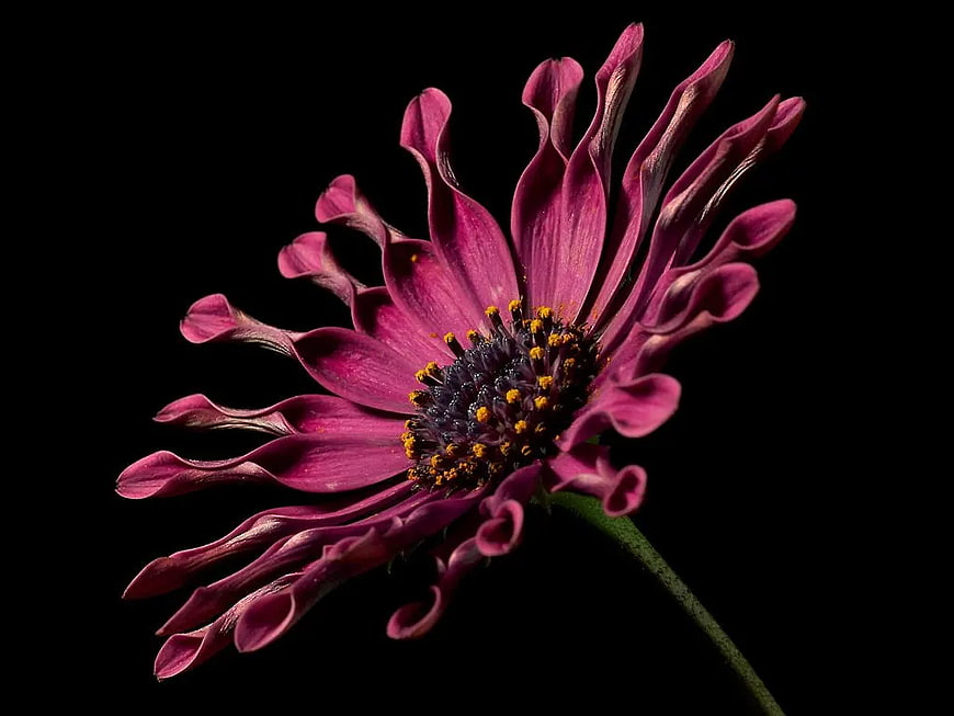Close-up of a vibrant purple spoon daisy on black background